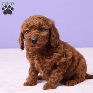 Maggie, Miniature Poodle Puppy